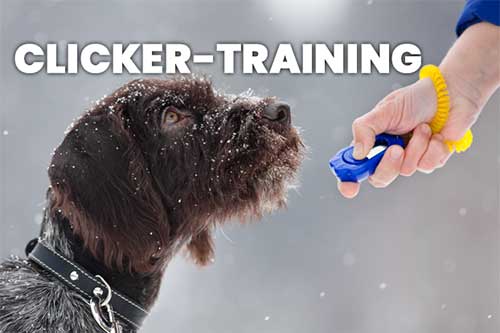 hundeschule - clicker training - Hundeschule