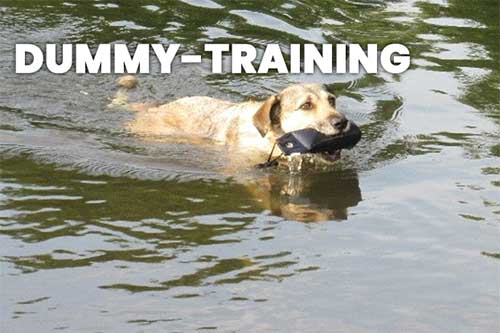 hundeschule - dummy training - Hundeschule