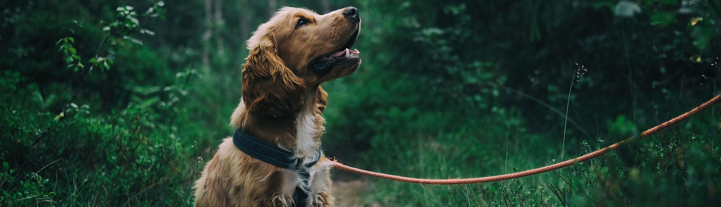 LeineinführigkeitSpezielles Hundetraining in der Hundeschule Hamburg