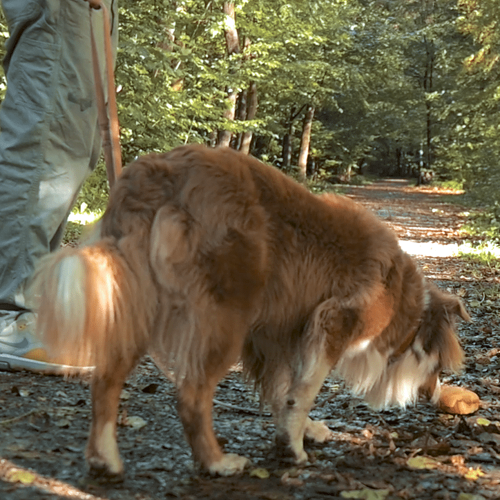 - antigiftkoeder - Online Hundeschule