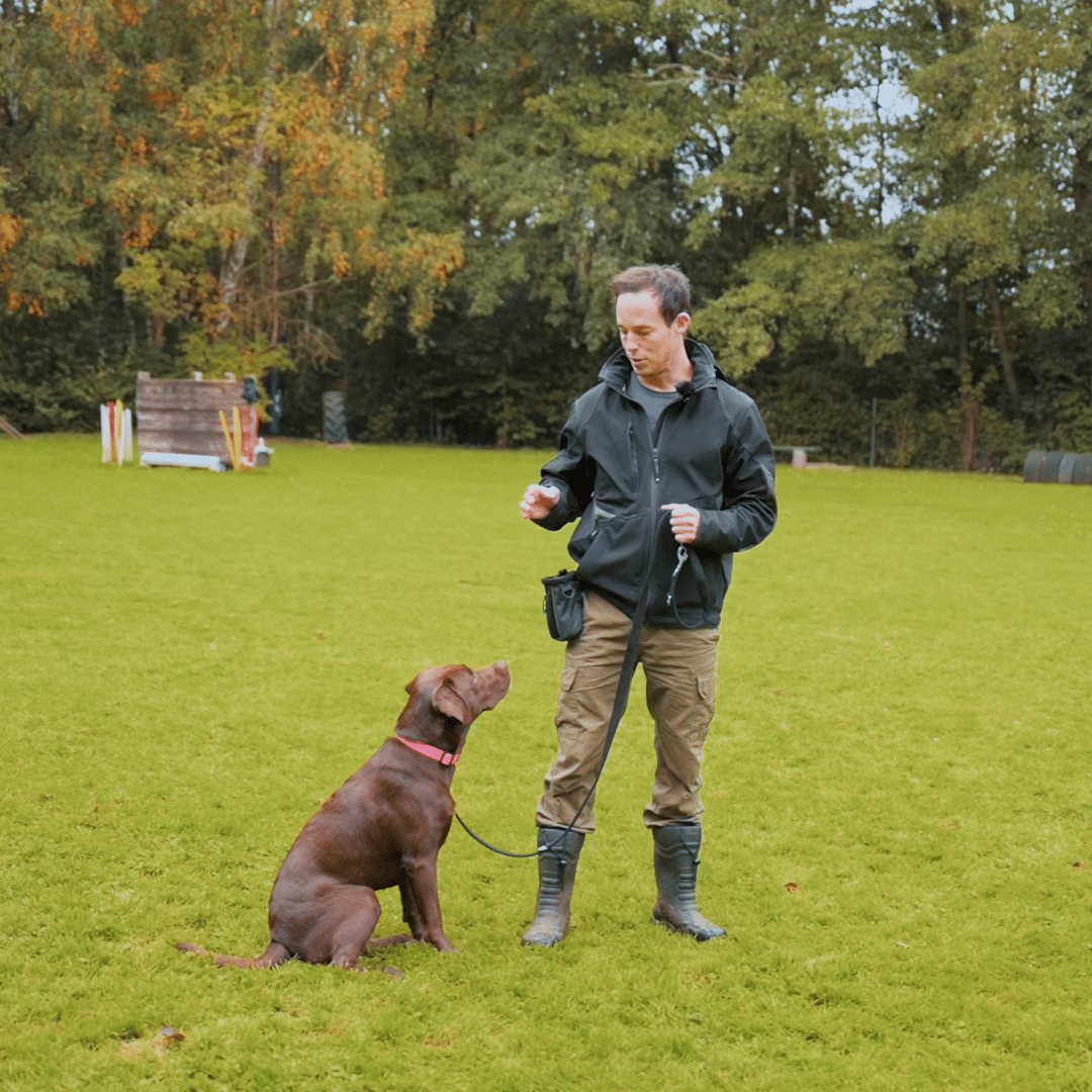 - grundgehorsam - Online Hundeschule