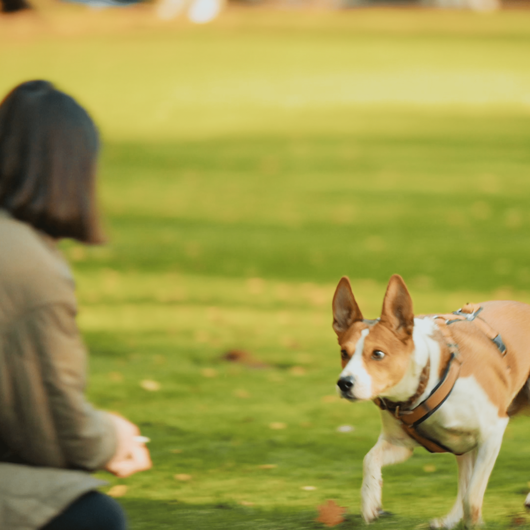 - rueckruf - Online Hundeschule