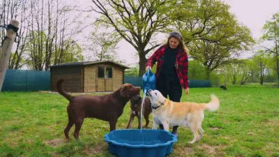 DOGmartens Hundebetreuung in der Hundegruppe