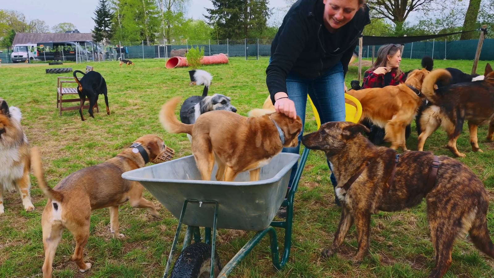 DOGmartens Hundebetreuung in Hamburg DOGmartens Hundebetreuung in Hamburg
